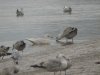 Iceland Gull at Hole Haven Creek (Steve Arlow) (59086 bytes)